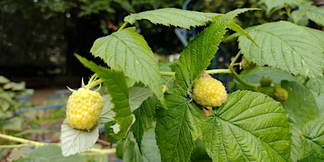 Primaire afbeelding van Workshop Bessenstruiken planten en snoeien in het Rivierenhof