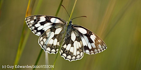 Intro to Butterfly Identification - Online & In-Person (2 part course) tickets