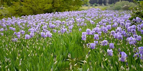 Discovery of the iris flowering in Chianti