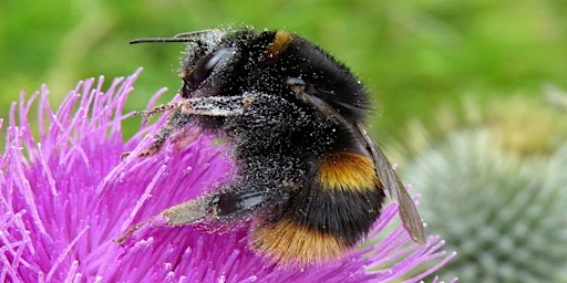 Beginners Bumblebee Identification