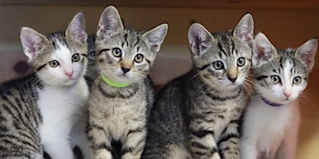 Kitten Shower at Pets In Need tickets