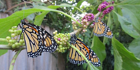 Monarch Butterfly Management tickets