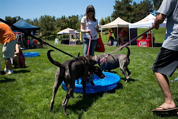 The Little Red Dog Founders Day Dog Festival • Pittsford Park image