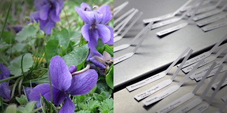 Powdery Florals: Genealogy of  Scent (Month 6, June) (online) tickets