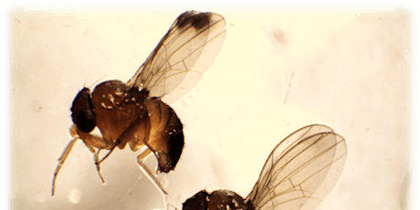 Spotted Wing Drosophila Workshop primary image
