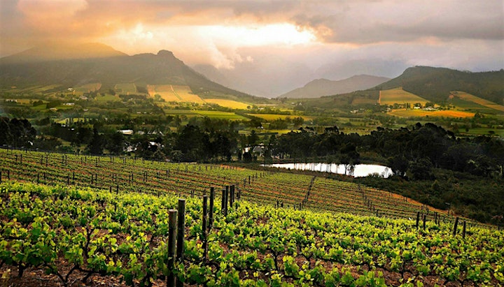 被忽略的新世界・新浪潮 剖析頂級5星南非葡萄酒 | MyiCellar 雲窖 image