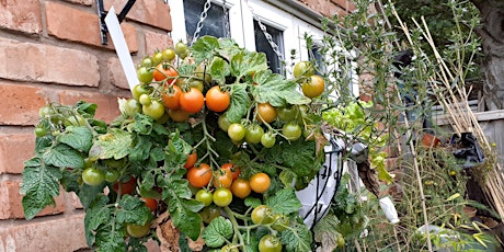 Unusual Hanging Baskets and other fun Gardening tickets