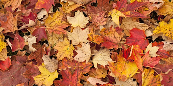 Yoga and meditation bliss bomb: autumn day retreat