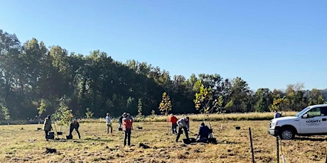 Tree Maintenance at Lower Meramec Park primary image