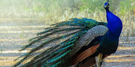 Peacock’s Paradise: Discover an island full of castles & exotic wildlife tickets