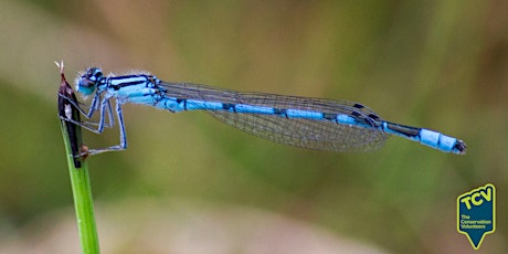 Dragonfly Survey Volunteering Session - The Paddock (N17) tickets