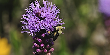 Planting a Mini Pollinator Garden primary image