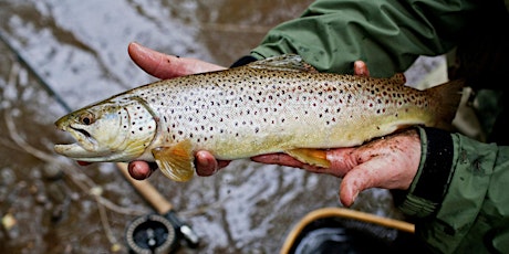 Trout Fishing Competition primary image