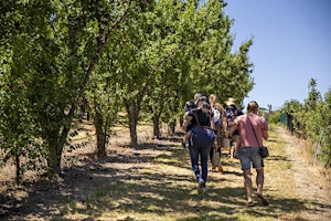 Walking Fruit Picking Tour - Fridays during May