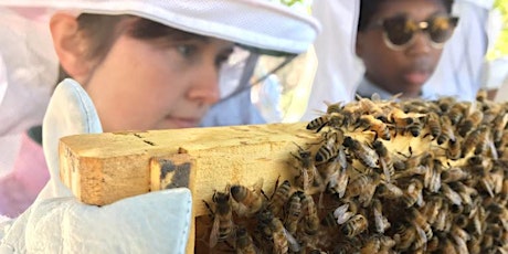 Beginning Beekeeping: The Basics and Focus on Urban Beekeeping