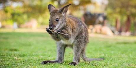 Australian wildlife up close tickets