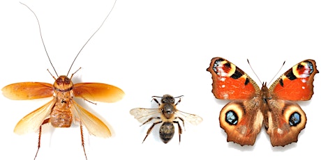 Online Talk: Insects in the City with Entomology Curator Dr Aidan O'Hanlon