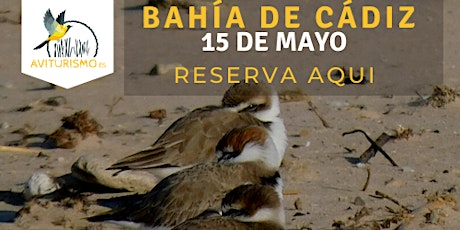Excursión ornitológica Bahía de Cádiz Chiclana - Observación de aves