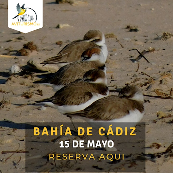 Imagen de Excursión ornitológica Bahía de Cádiz Chiclana - Observación de aves