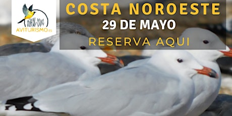 Costa Noroeste, Birdwatching en Rota, Cádiz - Observación de aves