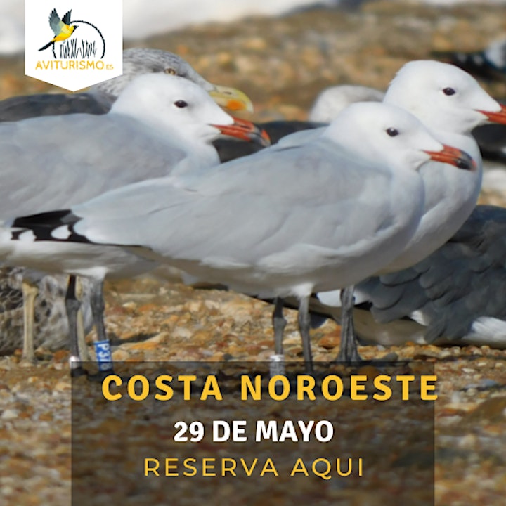 Imagen de Costa Noroeste, Birdwatching en Rota, Cádiz - Observación de aves