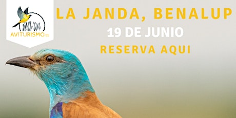 La Janda Birdwatching en Benalup/ Casas Viejas- Ob