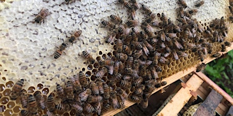 'Bee-Keen' Beekeeping Taster Session. Suitable for complete beginners.