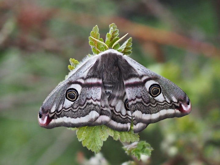 Marvellous Moths Morning image