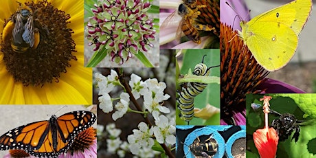 Plant and Pollinator Connection tickets