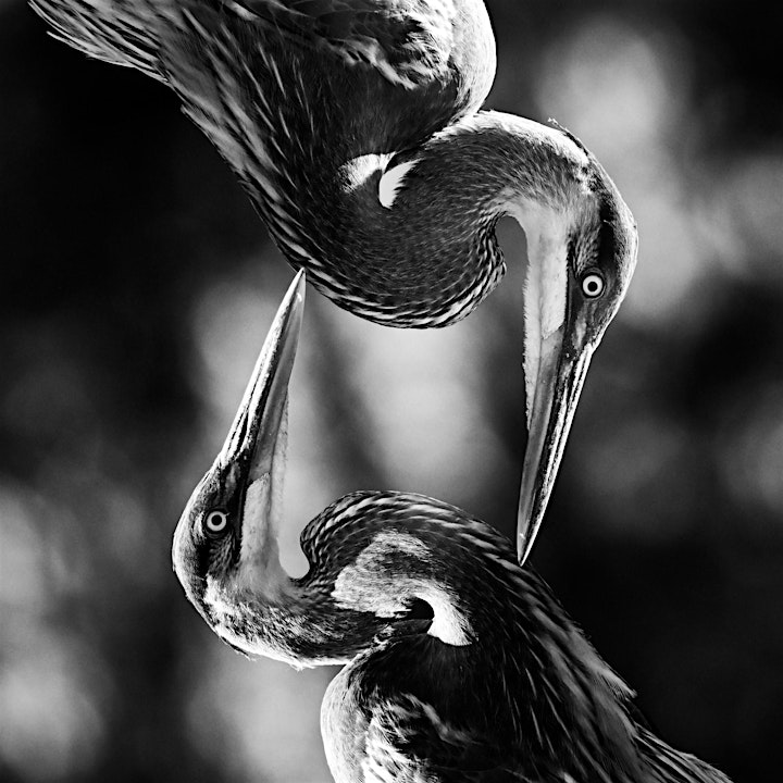 Creative Bird Photography - Online w/Nikon & Kristi Odom image