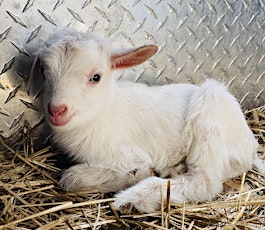 Annual Infant Goat & Bunny Snuggle & Bottle Feed tickets