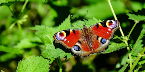 Wildlife for Beginners- Butterfly ID in the Nene Wetlands