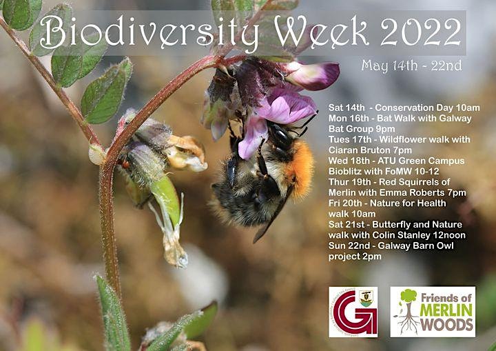 Biodiversity Week in Merlin Woods 14th-22nd May image