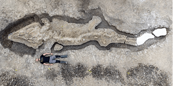 Uncovering The Rutland Sea Dragon