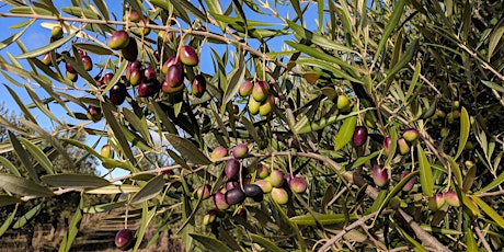 Community Olive Pressing Day, 4-5 June 2022 tickets