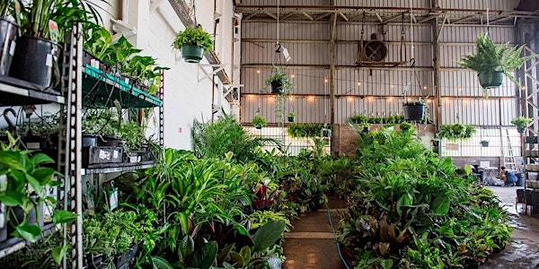 Perth - Huge Indoor Plant Warehouse Sale
