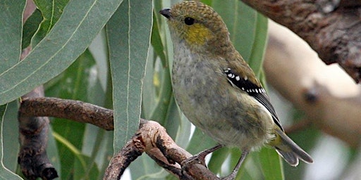 Lecture: Little bird of lutruwita: Saving Tasmania’s forty-spotted pardalot