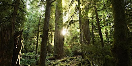 Can British Columbia's forests help to reduce emissions? primary image