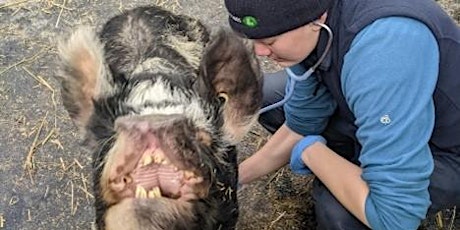 Pet Pig Healthcare 3: Making the most of your Vet