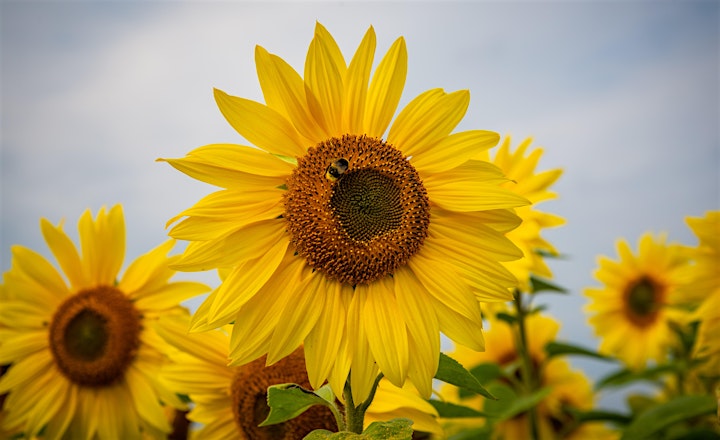Gloagburn Sunflower Trail & Pick Your Own image