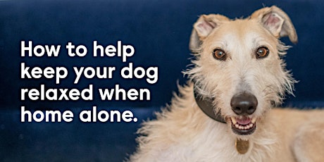 Help keep your dog relaxed and content when home alone tickets