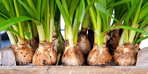 Grow With Us  - in-Person: Spring Flowering Bulbs