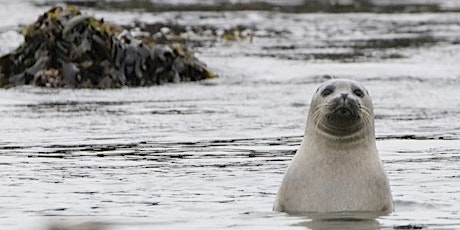 Seal Cove and Shopping in La Jolla Village - Feb. 12 primary image