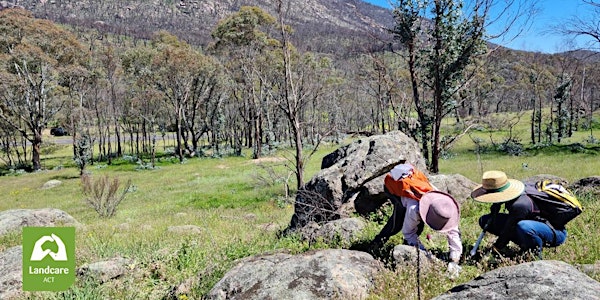 Wellbeing through Nature - Working Party: Namadgi National Park