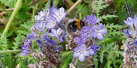 Celebration of Fascination of Plants Day - Learn how Bees collect pollen tickets