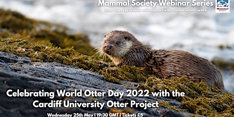 Celebrating World Otter Day 2022 with the Cardiff University Otter Project
