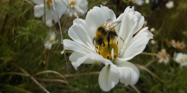Celebrate Fascination of Plants Day  - Learn how bees collect pollen