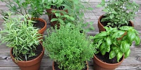 8-15-2022 Growing Herbs