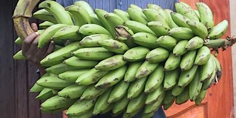 9-19-2022 Growing Bananas in Pasco County
