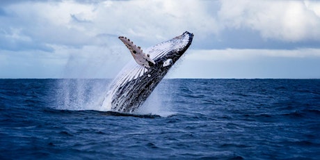 Whale Watching Photography Workshop 2022 tickets